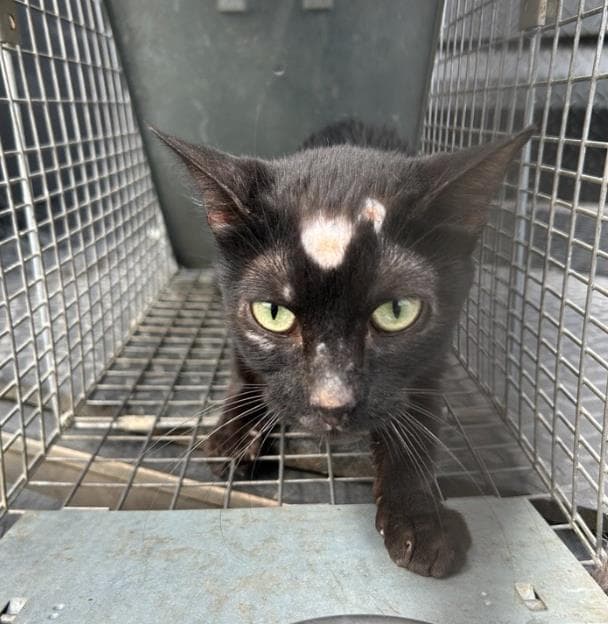 Scar - Domestic Short Hair