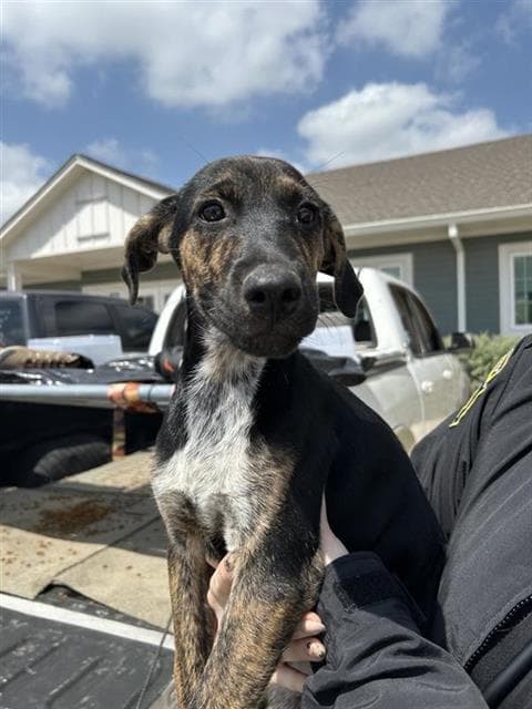 Leona - German Shorthaired Pointer