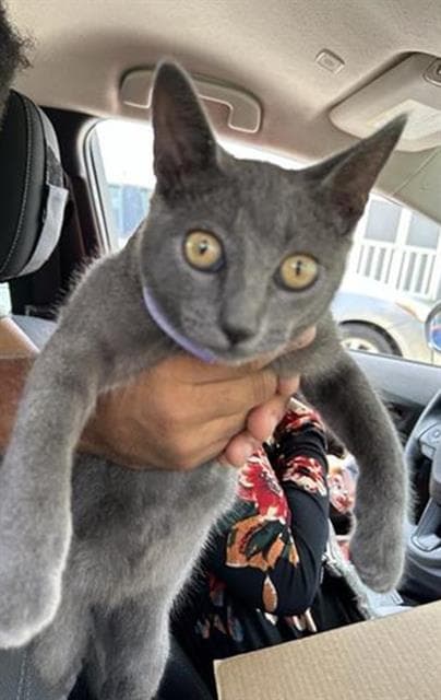 Parker - Domestic Short Hair