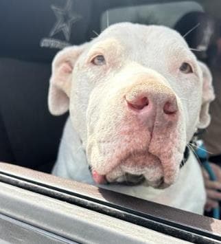 Chloe - American Staffordshire Terrier