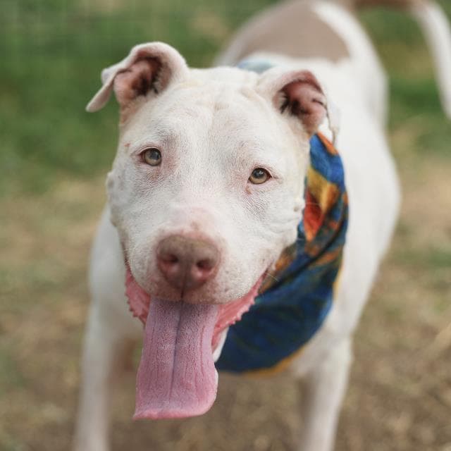 Chloe - American Staffordshire Terrier