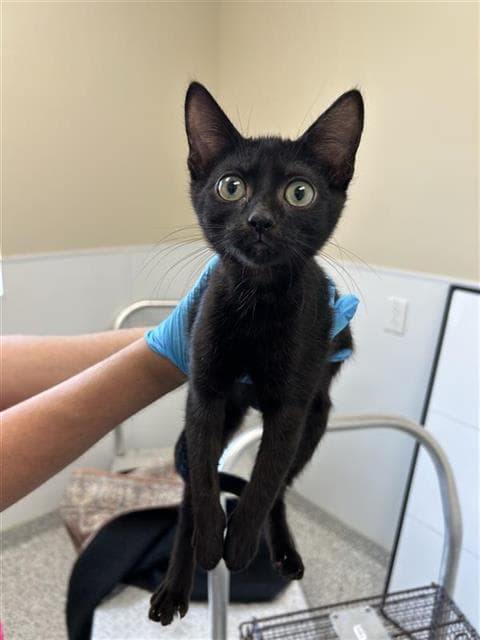 Aster - Domestic Short Hair