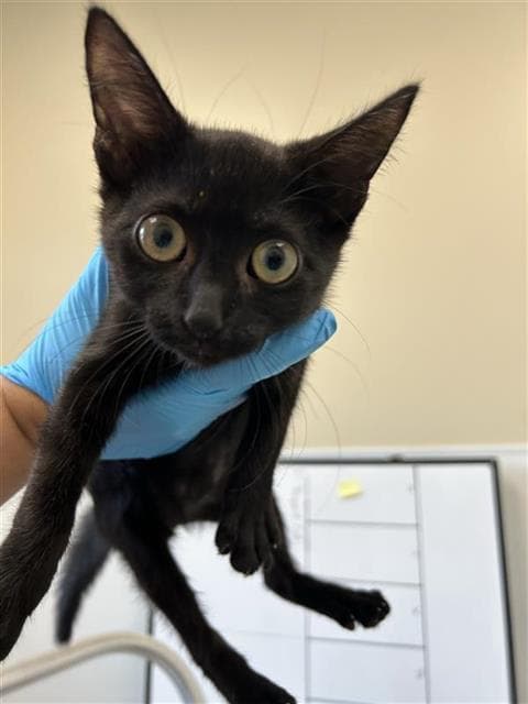 Ayana - Domestic Short Hair