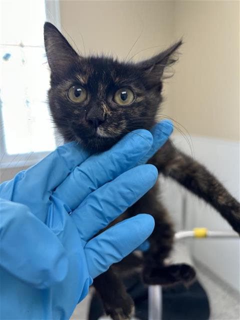 Amaryllis - Domestic Short Hair