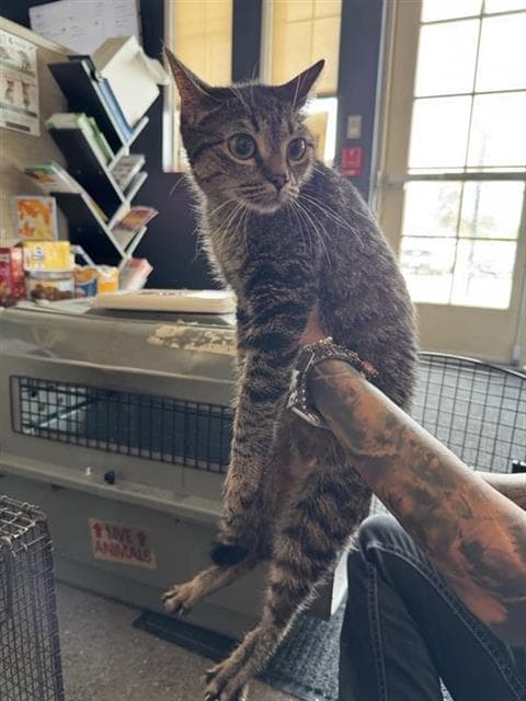 Lola - Domestic Short Hair