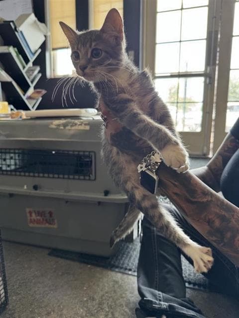 Luke - Domestic Short Hair