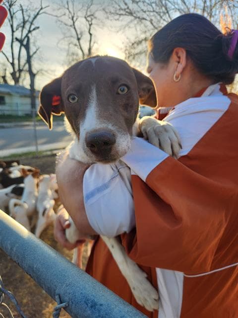 Jerry - Rat Terrier