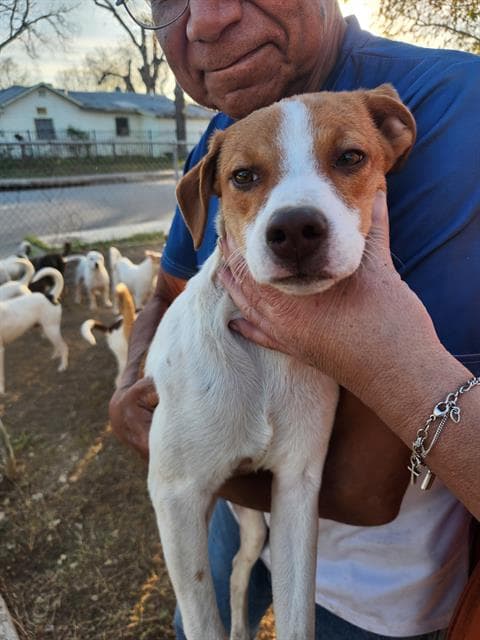 Larry - Rat Terrier