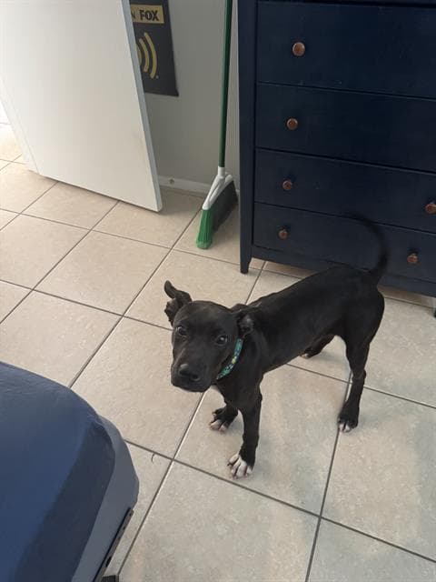 Willis - American Staffordshire Terrier