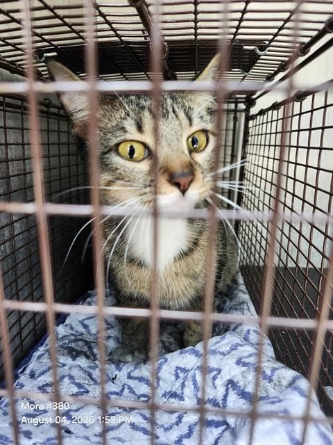 Zancho - Domestic Medium Hair