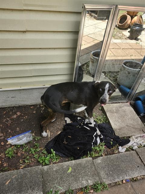 Kris - Catahoula Leopard Dog