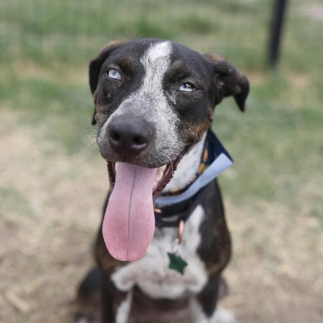 Kris - Catahoula Leopard Dog