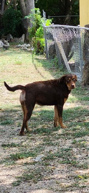 Rochel - Labrador Retriever