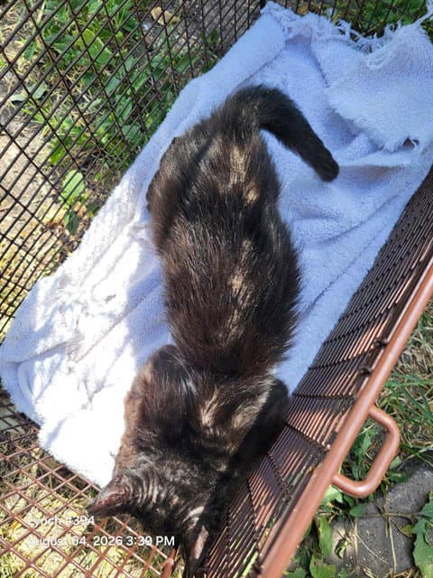 Annalisa - Domestic Short Hair