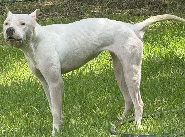 Rosa - American Staffordshire Terrier