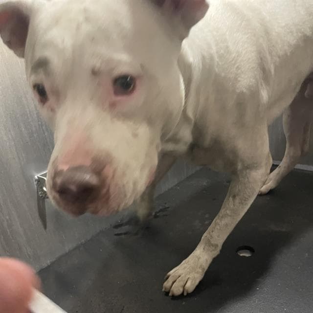 Olaf - American Staffordshire Terrier