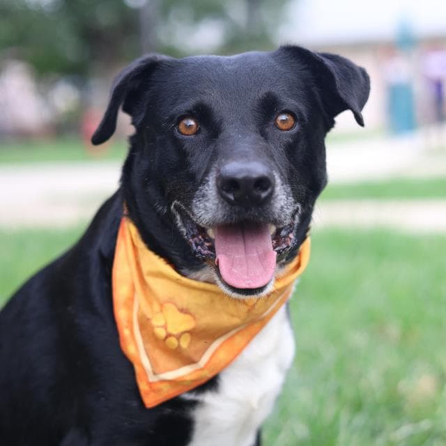 Ferb - Labrador Retriever
