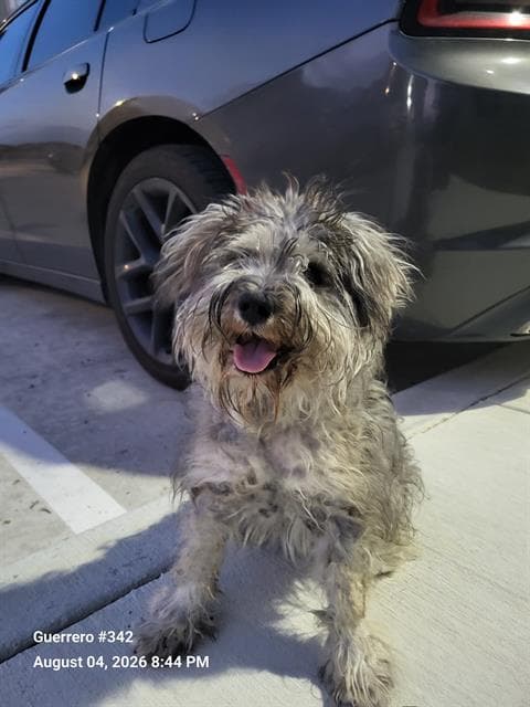 Mila - Shih Tzu