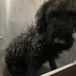 Ellie image 1