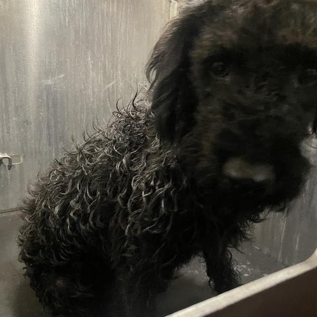 Ellie - Poodle (Standard)