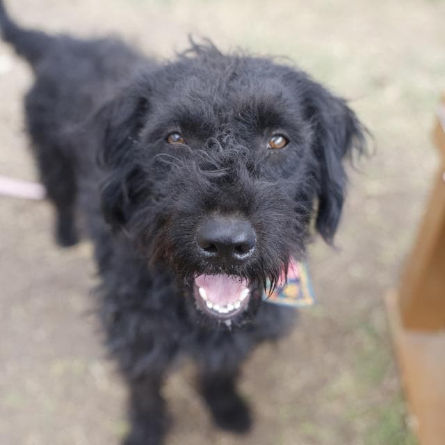 Ellie - Poodle (Standard)