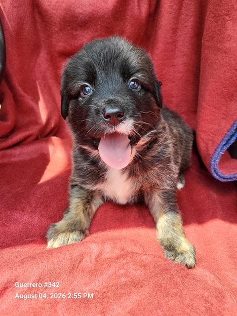 Biscuit - Australian Shepherd