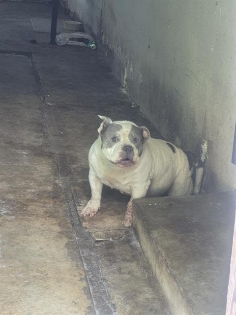 Rox - American Staffordshire Terrier