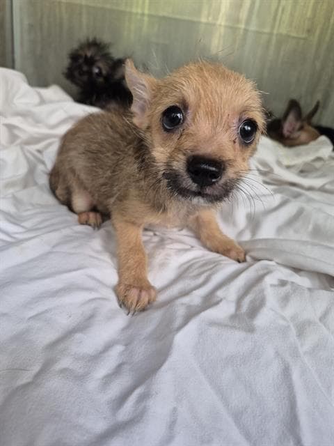 Wolfie - Terrier