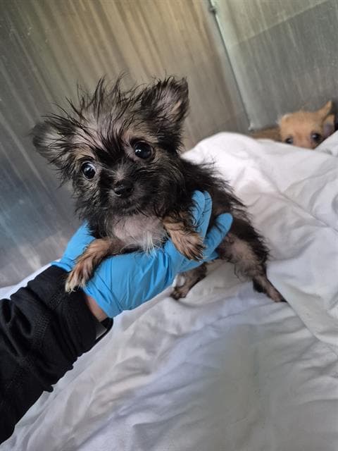Pinga - Terrier