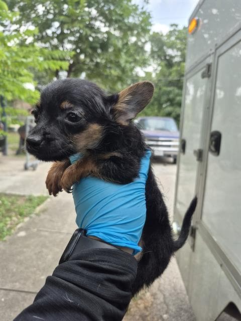 Max