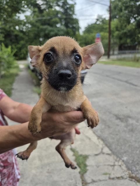 Dina - Terrier
