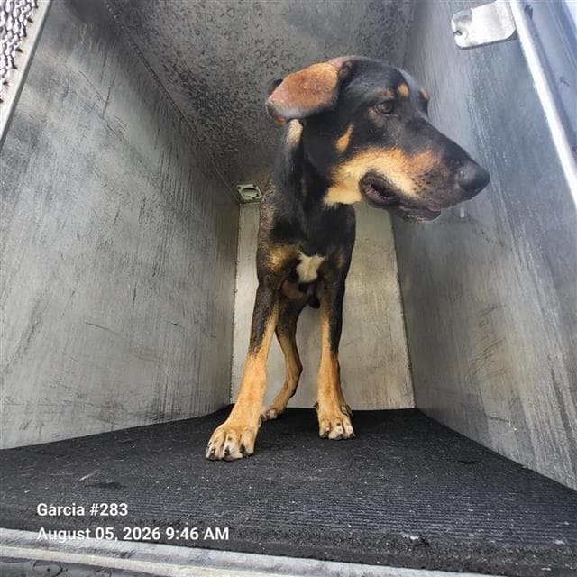 Carlo - Doberman Pinscher