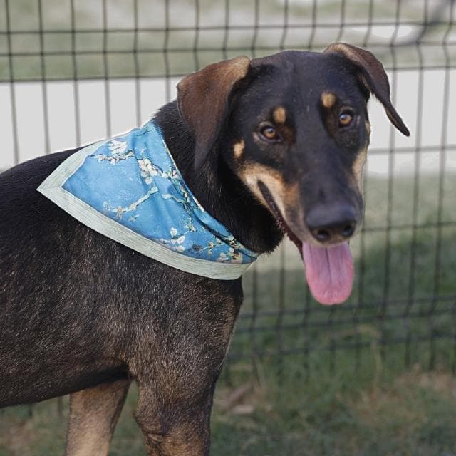 Carlo - Doberman Pinscher