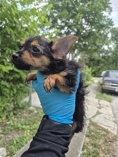 Ninita - Terrier