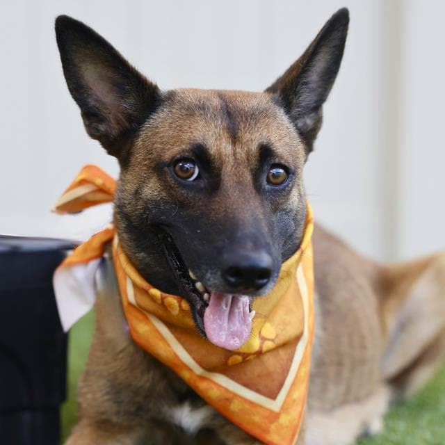 Cupcake - German Shepherd Dog