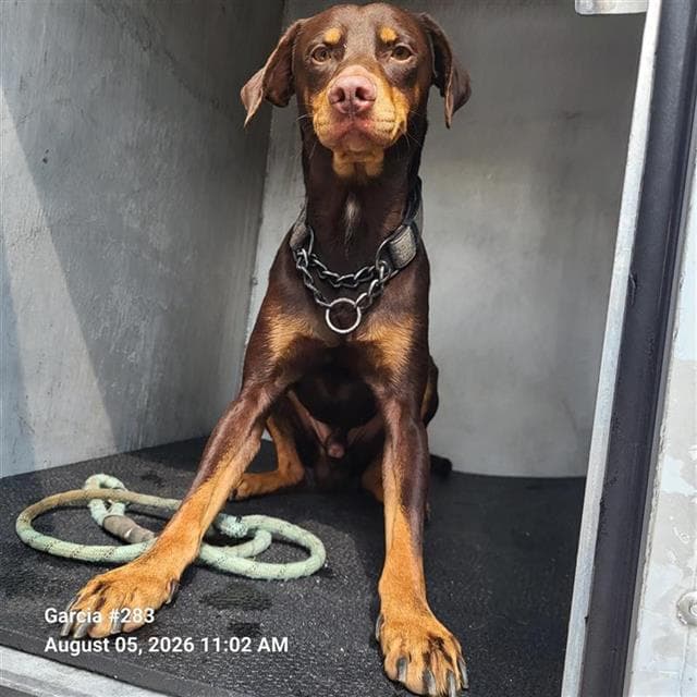 Radley - Doberman Pinscher