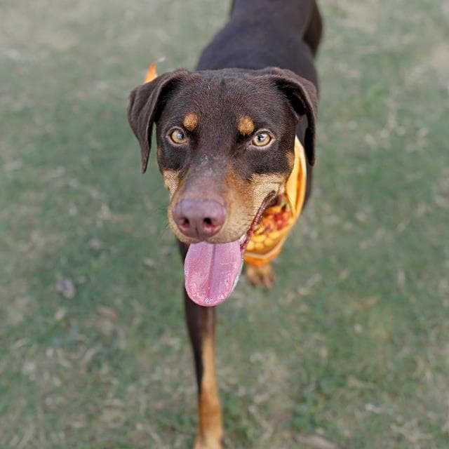 Radley - Doberman Pinscher