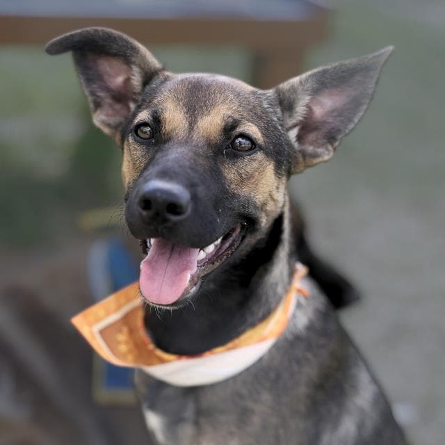 Darling - German Shepherd Dog