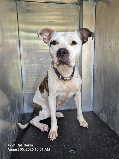 Gigi Dugdeep - American Staffordshire Terrier