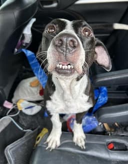 Clarabelle image 1