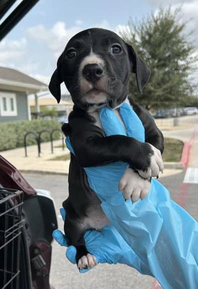 Claire - Hound
