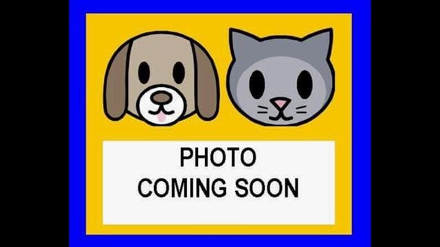 Sandy - Labrador Retriever