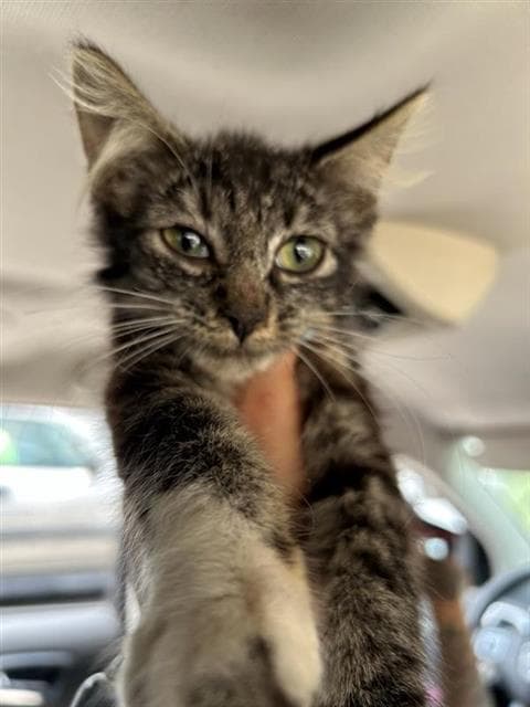 Thrify - Domestic Short Hair
