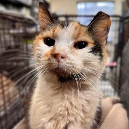 Libby - Domestic Short Hair