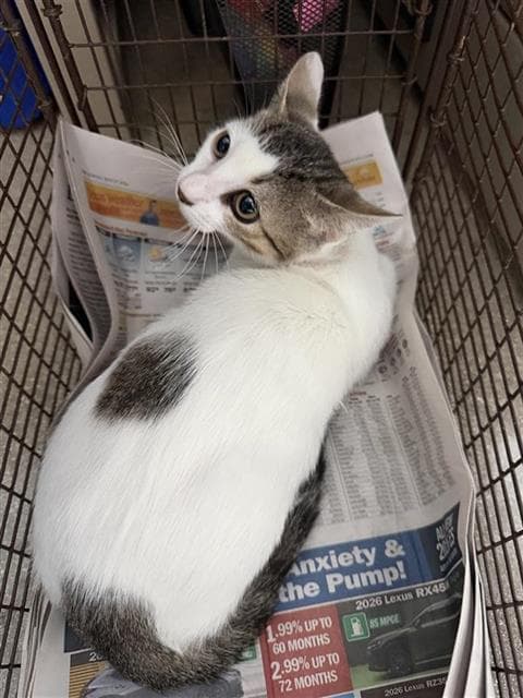 Blanca - Domestic Short Hair