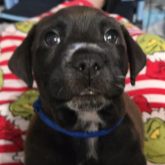 Badger - Labrador Retriever