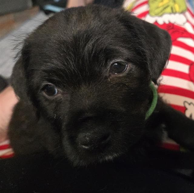 Paige - Labrador Retriever