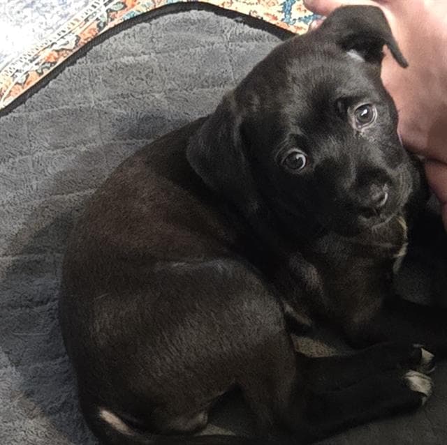 Maggie - Labrador Retriever