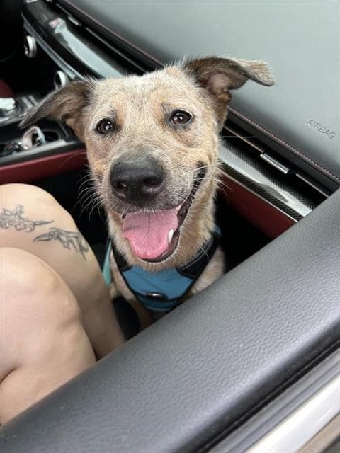Chili - Australian Cattle Dog/Blue Heeler
