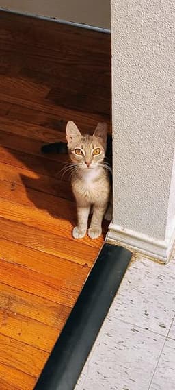 Gigi image 1